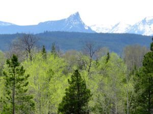 finger peak (Spring!)
