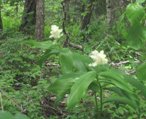 g false solomon’s seal (Forest Floor Flowers in the Bella Coola Valley)