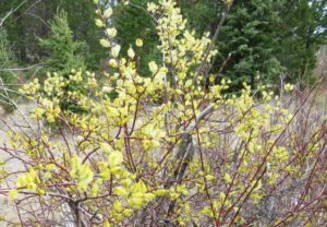 golden willow (Spring!)