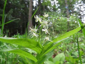 h star solomon’s seal (Forest Floor Flowers in the Bella Coola Valley)