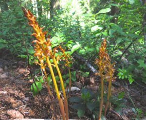 h1 spotted coral root (Forest Floor Flowers in the Bella Coola Valley)