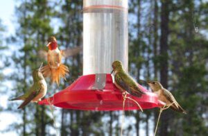 hummers (Spring!)