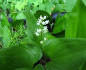 j false lily of the valley (Forest Floor Flowers in the Bella Coola Valley)