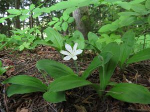 k queen’s cup (Forest Floor Flowers in the Bella Coola Valley)