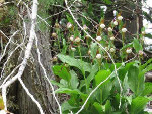 l mocassin flower (Forest Floor Flowers in the Bella Coola Valley)