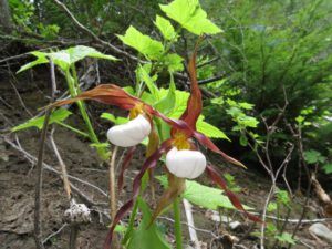 m moccasin flower close-up (Forest Floor Flowers in the Bella Coola Valley)