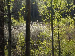 medium aspens (Spring!)