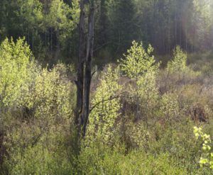 small apsens (Spring!)