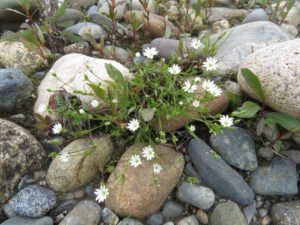 1a stitchwort (Meanwhile, Back at the Ranch….)