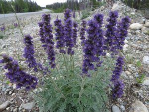 3 silky phacelia on road (Meanwhile, Back at the Ranch….)