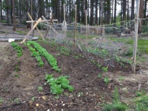 4 garden (Meanwhile, Back at the Ranch….)