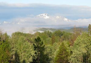 6 silvery aspens (Meanwhile, Back at the Ranch….)