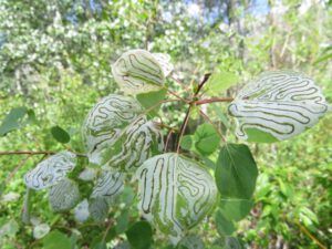 7 leaf miners (Meanwhile, Back at the Ranch….)