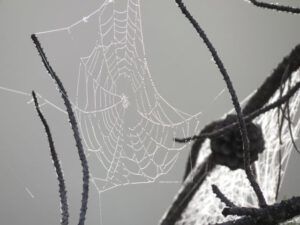 8 spiders web (Meanwhile, Back at the Ranch….)