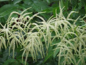 Old man’s beard (Bella Coola again.)