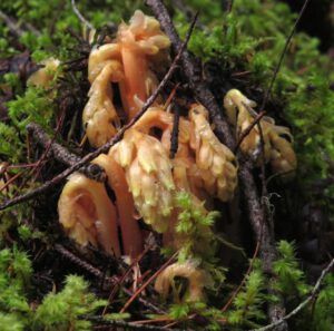 Pine sap (Bella Coola again.)