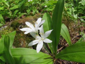 Queens Cup (Bella Coola again.)