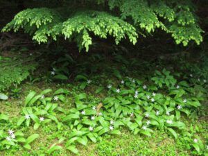 Queens cup and hemlock (Bella Coola again.)
