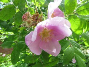 Wild Rose 1 (Bella Coola again.)