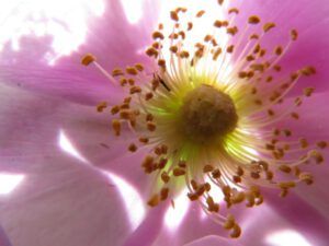 Wild Rose closeup (Bella Coola again.)