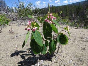 dogbane (Meanwhile, Back at the Ranch….)