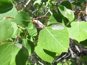 h leaf miners (June!)