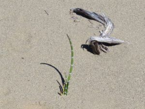 horsetail (Meanwhile, Back at the Ranch….)