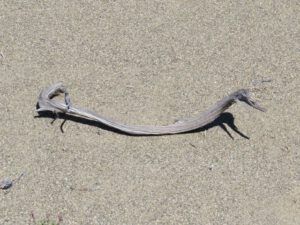 juniper snake (Meanwhile, Back at the Ranch….)