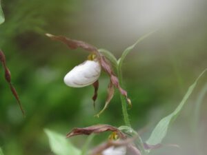 moccasin flower close-up (Bella Coola again.)