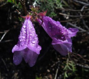 penstemon flos (Meanwhile, Back at the Ranch….)