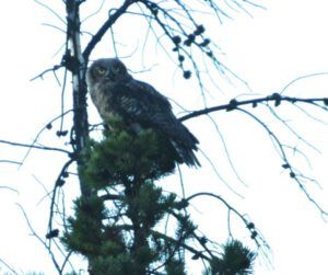 1. Great horned Owl (Patrick)