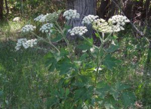 1. cow parsnip (Late July Heatwave at Ginty Creek)