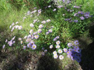 1. fleabanes (Alexis Creek Daze)