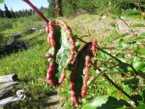 10. cottonwood disease. (Late July Heatwave at Ginty Creek)