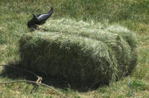 10. cow (Alexis Creek Daze)