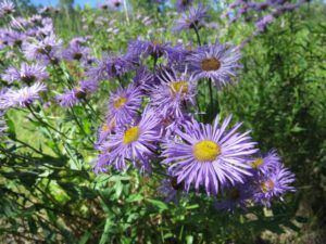 2 fleabane closeup (Alexis Creek Daze)