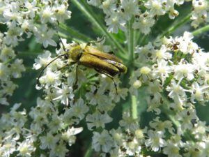 2. beetle (Late July Heatwave at Ginty Creek)