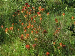 3. paintbrush (Late July Heatwave at Ginty Creek)