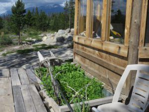 4. salad garden (Getting some work done at last)