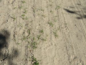 5 bear tracks (Getting some work done at last)