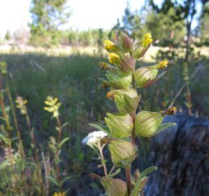 5. yellow rattle (Late July Heatwave at Ginty Creek)