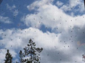 7. bugs on screen (Getting some work done at last)