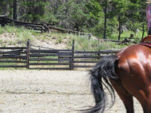 7. rear end (Alexis Creek Daze)