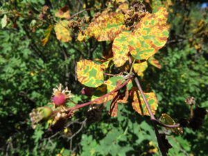9. saskatoon diseas (Late July Heatwave at Ginty Creek)