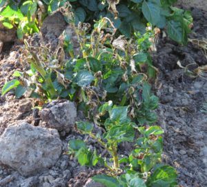 IMG_3458 (Late July Heatwave at Ginty Creek)