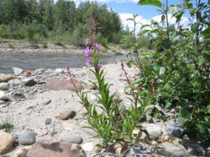 fireweed (More dry-land flowers at Ginty Creek)