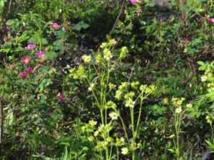 potentilla an roses (More dry-land flowers at Ginty Creek)