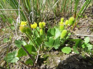prairie buttercup (More dry-land flowers at Ginty Creek)