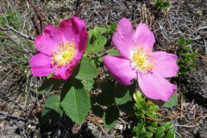 roses (More dry-land flowers at Ginty Creek)