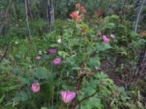 roses and paintbrush (More dry-land flowers at Ginty Creek)